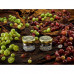 Табак для кальяна WTO Caribbean blend Gooseberry (Крыжовник) 20г